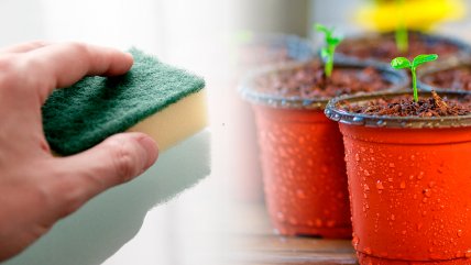   Cómo las esponjas que botamos pueden ser beneficiosas para las plantas 