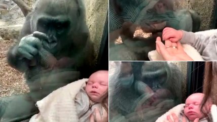   Mamá gorila se enamora de bebé humano: Incluso le presentó a su cría 