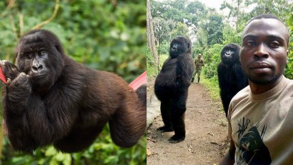  Murió gorila que se hizo famosa por posada selfie  