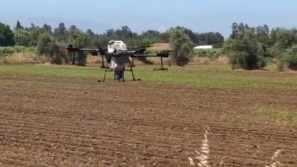   Agricultor de Talca fumigó con dron para no exponer a trabajadores al calor 