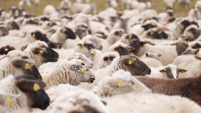  Más de 15 mil ovejas murieron tras hundirse barco que las transportaba en Sudán  