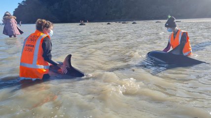  Rescatan a ocho delfines que habían varado en playa de Nueva Zelanda 
