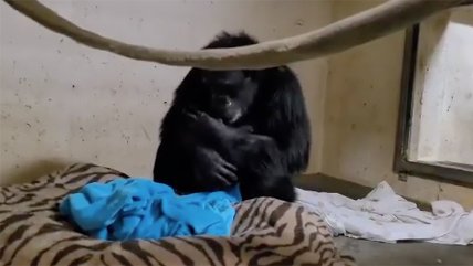  Chimpancé se reunió con su cría en emotivo abrazo  