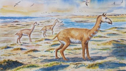  Identifican a especie similar a los guanacos que vivió hace 7 millones de años en Chile  