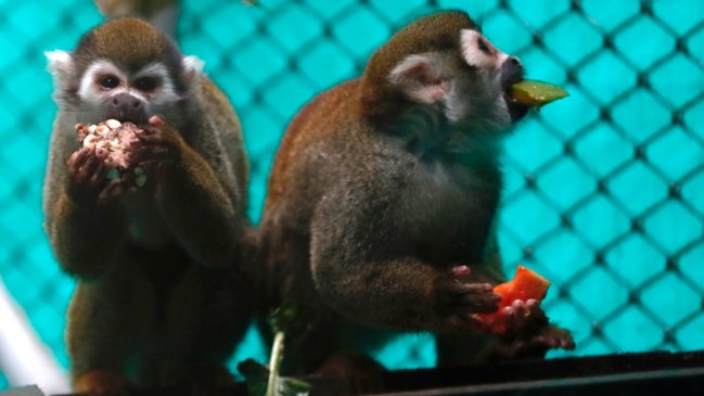   Más de 100 monos están en tratamiento tras sufrir experimentos de vacuna en un laboratorio 