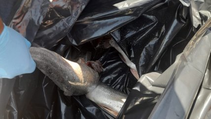  Sernapesca incautó seis kilos de trucha introducidas de manera ilegal en Arica  
