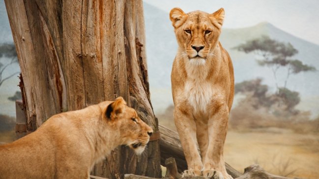   Matan a seis leones en un conflicto entre humanos y fauna salvaje en Kenia 