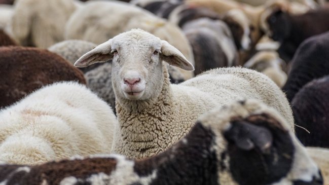  Nueva Zelanda enfrenta histórica caída en la proporción de ovejas por habitante  