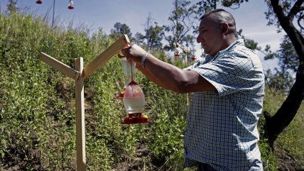  Ambientalista mexicano creó un santuario para proteger a los colibríes  