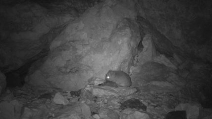  Animal que no se veía hace 12 años apareció en Atacama  