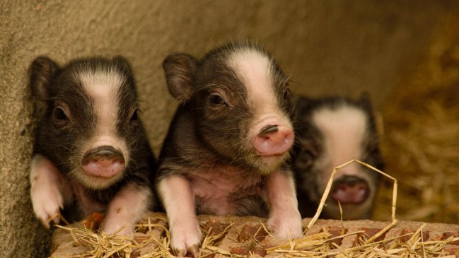  Científicos japoneses crean por primera vez cerdos para trasplantes a humanos  