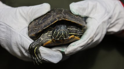   Las tortugas del Jardín Botánico de Viña del Mar que sobrevivieron al infierno 