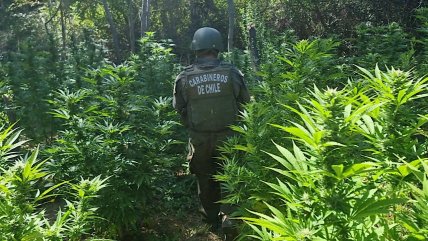   Incautan casi 250 plantas de marihuana y un rifle en O'Higgins 