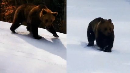   Instructor de ski es perseguido por oso tras intentar alejarlo de sus alumnos 
