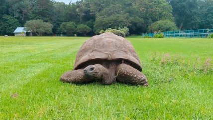   192 años: Jonathan, la tortuga gigante más longeva del mundo 