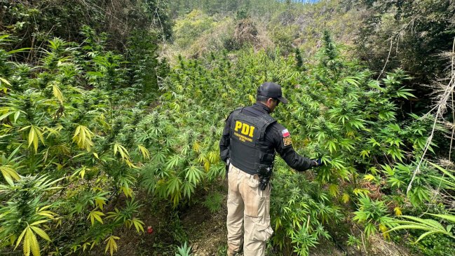  PDI detectó más de 650 plantas de cannabis en Pichilemu y Paredones  