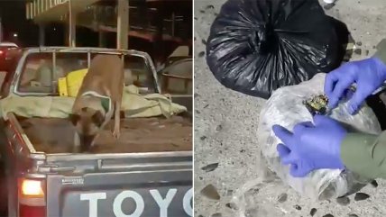   Perrito policial encontró droga enterrada en camioneta 