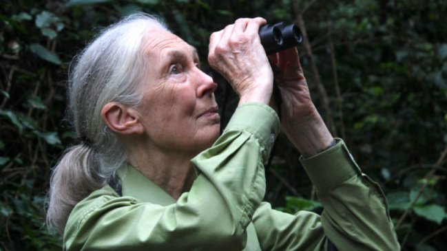   La célebre primatóloga Jane Goodall cumplió 90 años 