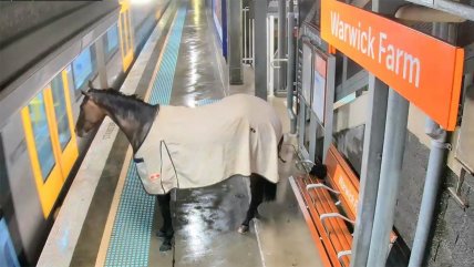   Caballo se escapó y quiso tomar un tren en Australia 