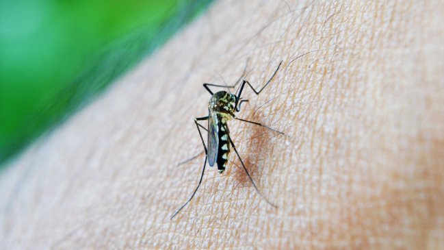  Sólo hay casos importados de dengue en Chile, asegura el Minsal  