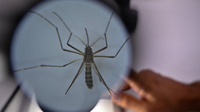  Minsal detectó otros dos casos importados de dengue en San Antonio  
