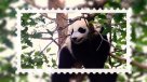 "Una historia de éxito": Los esfuerzos de China por preservar al panda gigante