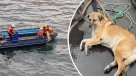 Marinos rusos rescataron a un perro ciego que nadaba desorientado en Talcahuano