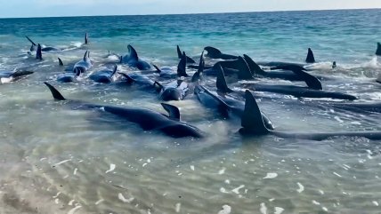   Tragedia en playa australiana: 160 ballenas quedaron varadas 