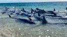 Tragedia en playa australiana: 160 ballenas quedaron varadas