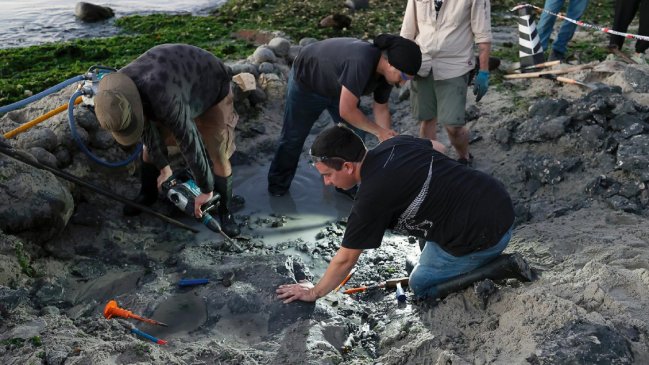   Desentierran reptil marino de 70 millones de años en Algarrobo 