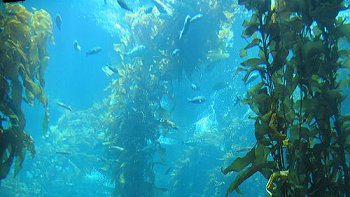 Universidad de Tarapacá producirá biocombustible a partir de algas marinas