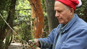 Científicos descubrieron al sur de Chile hongos que producen biocombustible