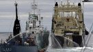 Barco ecologista colisionó con buque ballenero japonés