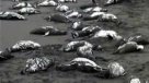 Sernapesca descartó por ahora que muerte de pingüinos sea por contaminación