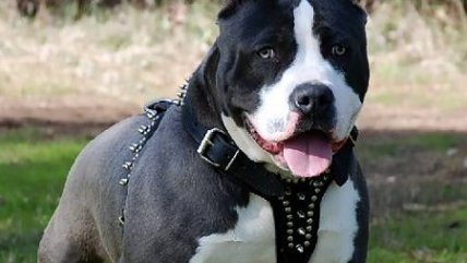 Dueña de perro que mató a anciano enfrenta posible cargo de cuasidelito de homicidio