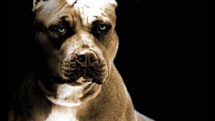 Veterinaria cuestionó aplicación de proyecto sobre tenencia responsable de mascotas