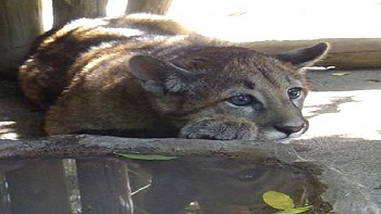 Leonor Varela llamó a apadrinar pumas y zorros chilenos
