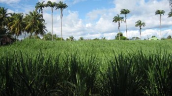 Motor diesel convertido a etanol en Brasil estará disponible en 2010