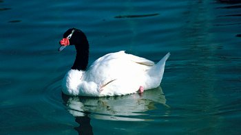 Fiscalía de Los Ríos cerró caso por cisnes muertos en río Cruces