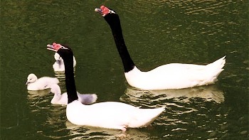 Intendente de Los Ríos: La Fiscalía debe demostrar porqué cerrará caso de muerte de cisnes