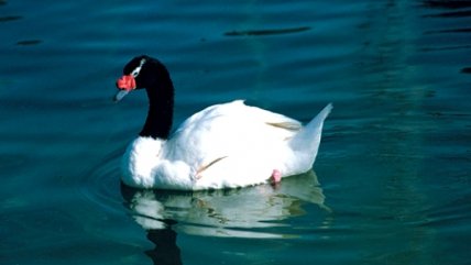 Intendente de Los Ríos: La Fiscalía debe demostrar porqué cerrará caso de muerte de cisnes