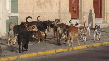Municipios solicitaron ordenanza especial por incremento de perros vagos
