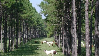 Contratistas de la empresa Arauco decidieron mantener la paralización