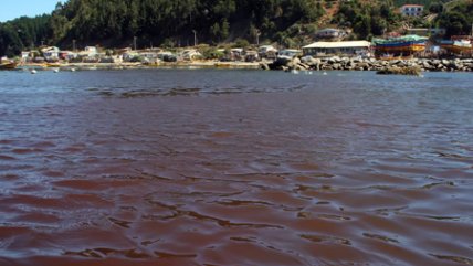 Seremi de Salud de Atacama llamó a no consumir mariscos ante marea roja