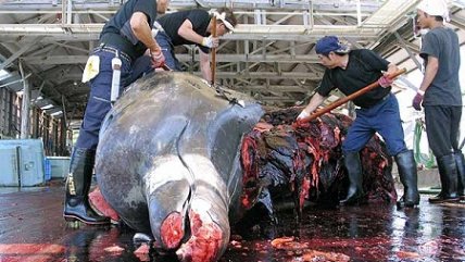   ONG chilena celebró mantención de moratoria para la caza de ballenas 