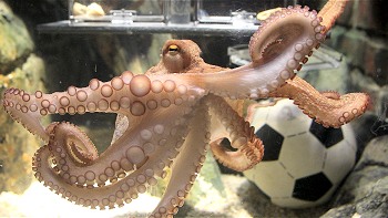 Pulpo Paul apoyará la candidatura inglesa para el Mundial de 2018