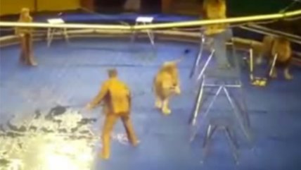   Domador sufrió el ataque de una manada de leones 