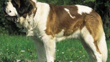 Dos mujeres fallecieron al ser atacadas por perros en Talagante