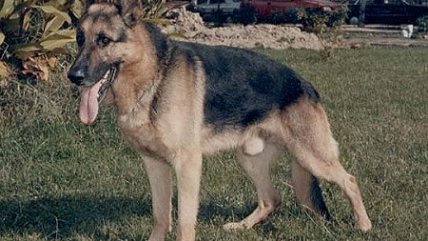 Experto: La mayor parte de los ataques de perros ocurre dentro o cerca de las casas