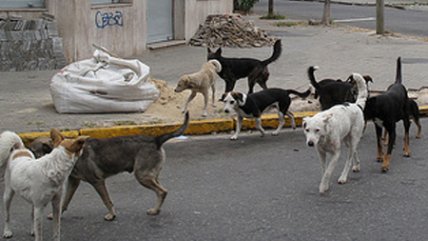 Girardi: Proyecto de tenenecia de mascotas otorga penas similares a conducir en estado de ebriedad